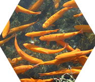 水產(chǎn)養(yǎng)殖