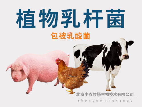 植物乳桿菌