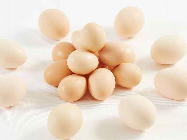 蛋殼紅：為蛋雞養(yǎng)殖破解蛋殼顏色淺難題提供方案