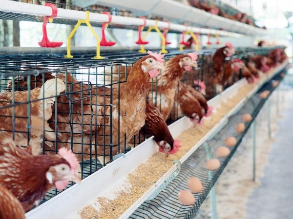 25 - 羥基維生素 D3：蛋雞養(yǎng)殖中的重要營養(yǎng)素