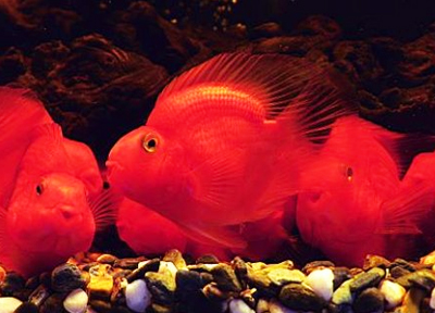 觀(guān)賞魚(yú)場(chǎng)解決方案