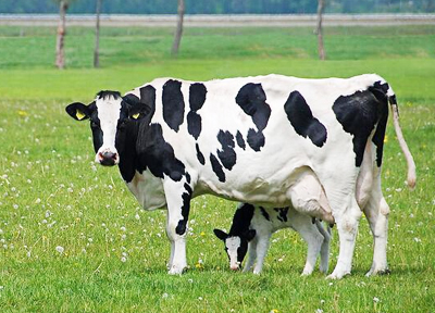 反芻動(dòng)物解決方案