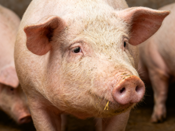 豬光吃飼料不長(zhǎng)肉？用活力素！解決豬只長(zhǎng)速慢難題