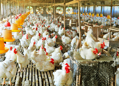 雞場(chǎng)解決方案