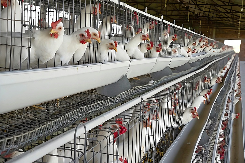 科學(xué)養(yǎng)雞 5 大關(guān)鍵點(diǎn)