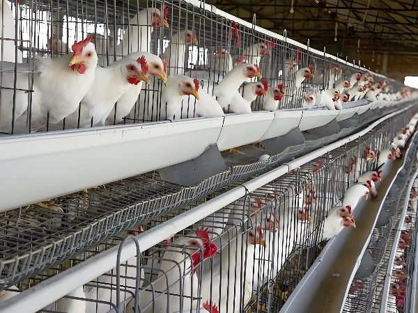 養(yǎng)雞干貨！養(yǎng)雞界“老司機(jī)”解鎖科學(xué)養(yǎng)殖 5 大關(guān)鍵點(diǎn)