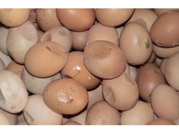 蛋殼質(zhì)量差？殼麗素助力蛋雞養(yǎng)殖實現(xiàn)“硬殼”計劃