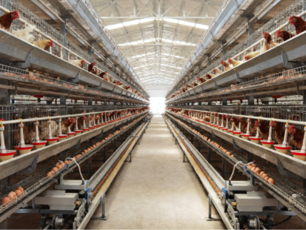 蛋雞產(chǎn)蛋量不高？試試用久多酚養(yǎng)護(hù)腸道開(kāi)始