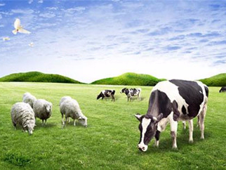 牛羊驢馬預混料