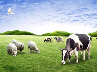 牛羊驢馬預(yù)混料