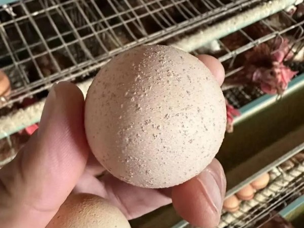 蛋雞養(yǎng)殖遇難題：有沙殼蛋怎么辦？這個(gè)辦法養(yǎng)雞人要知道