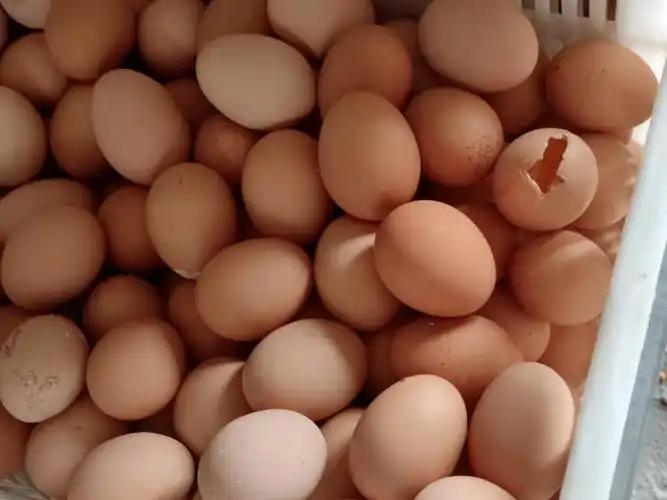 蛋殼質(zhì)量差、產(chǎn)蛋率低怎么辦？壯骨寶來幫忙！