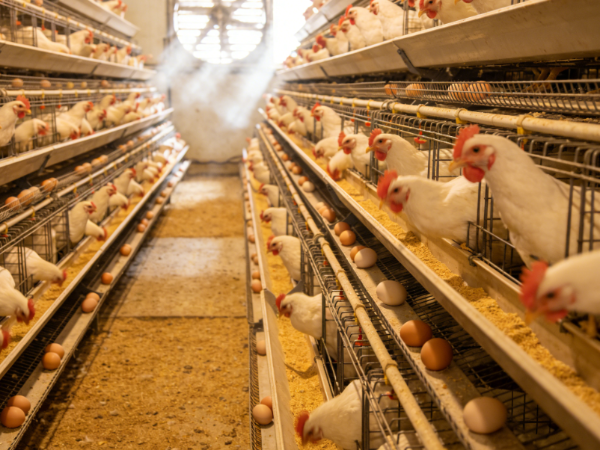 應(yīng)對雞群腸道問題：植物精油-金多酚，蛋雞飼料添加劑新選擇