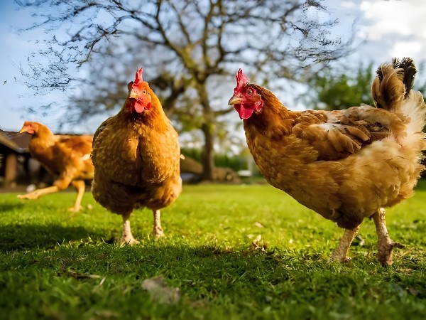 海蘭褐蛋雞科學(xué)飼養(yǎng)指南：解鎖盈利密碼