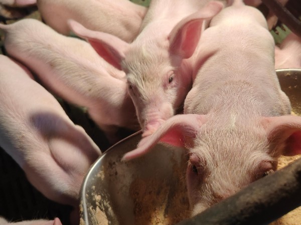 怎樣讓豬皮紅毛亮？為什么養(yǎng)豬人更喜歡用富紅寶？