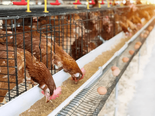 怎樣養(yǎng)好雞腸道？教你3招，方法簡(jiǎn)單！