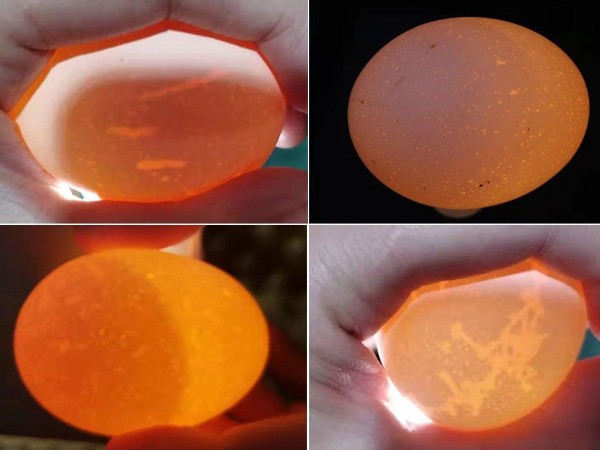 蛋雞產(chǎn)蛋后期的蛋殼危機(jī)：成因探秘與破局之策