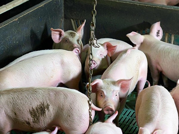 豬皮毛干燥不光亮？中農(nóng)牧揚(yáng)富紅寶提供可行的應(yīng)對(duì)方案