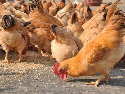 蛋雞預(yù)混料哪個好