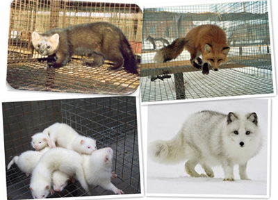 經(jīng)濟(jì)動(dòng)物解決方案