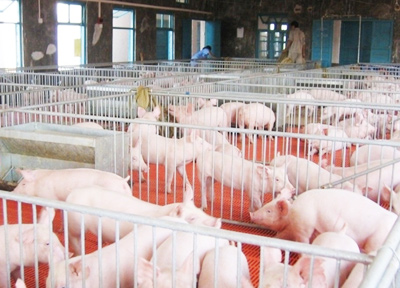 豬場(chǎng)解決方案