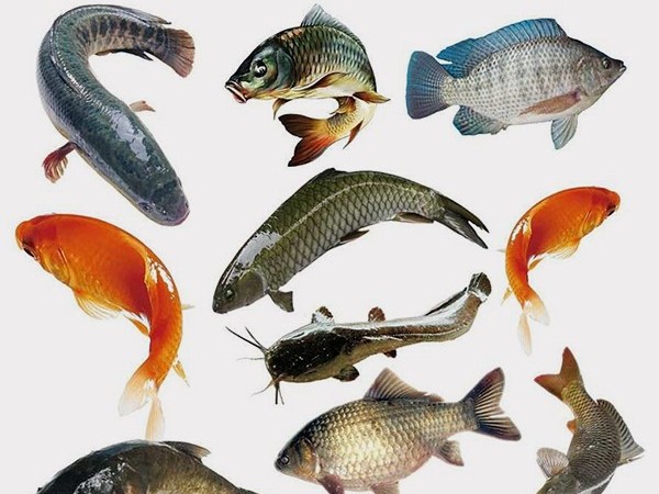 農(nóng)業(yè)農(nóng)村部關(guān)于“春季水產(chǎn)養(yǎng)殖生產(chǎn)”的工作部署