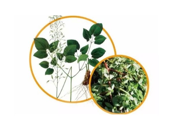 一起了解植物提取物在養(yǎng)殖中的應(yīng)用特點(diǎn)