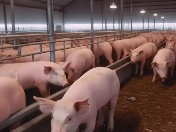 冬季養(yǎng)豬指南：精細(xì)管理，安然過冬