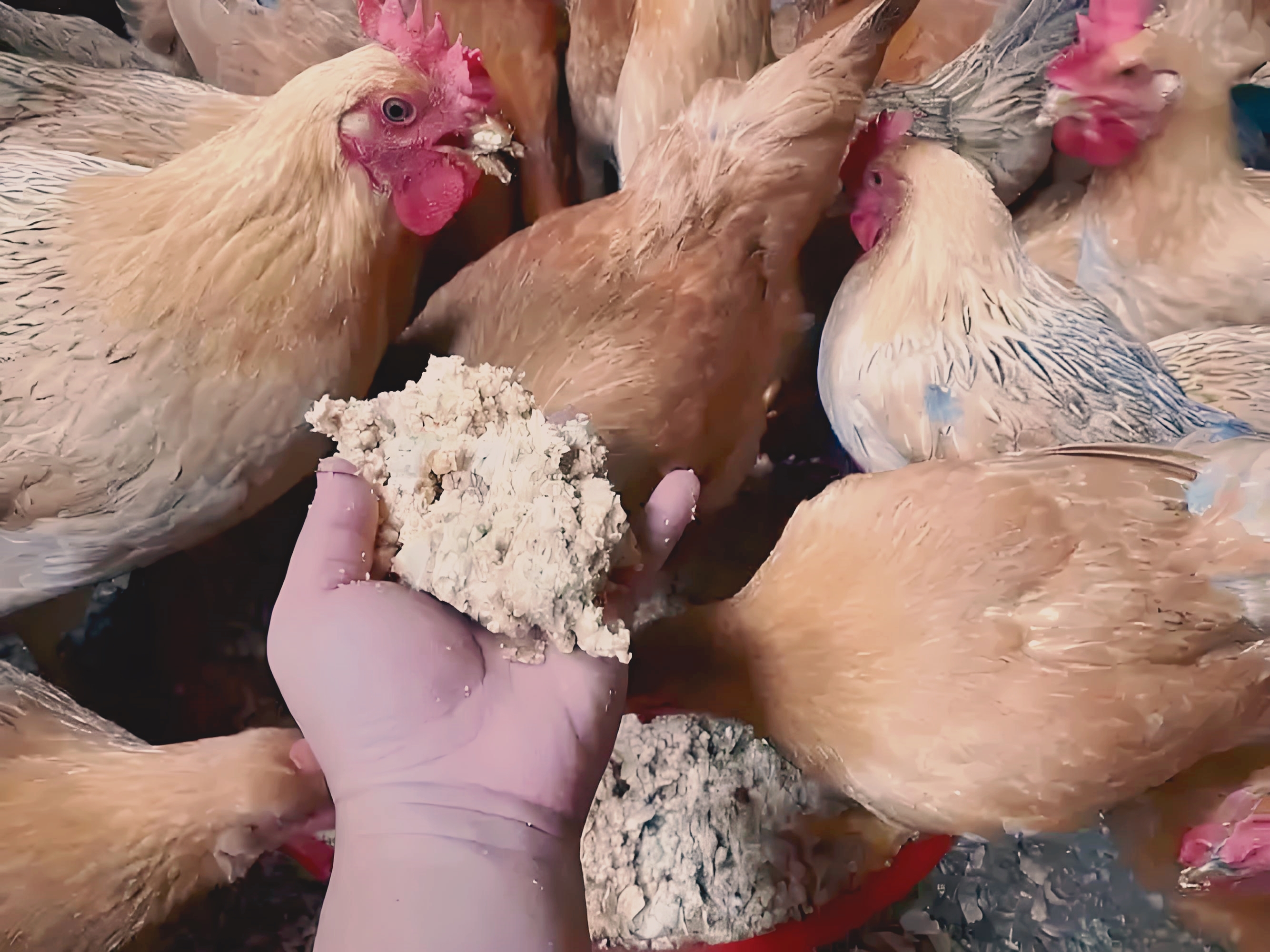 養(yǎng)雞必備！4種超實(shí)用雞飼料配方解析