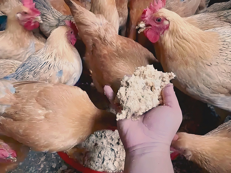 養(yǎng)雞飼料配方