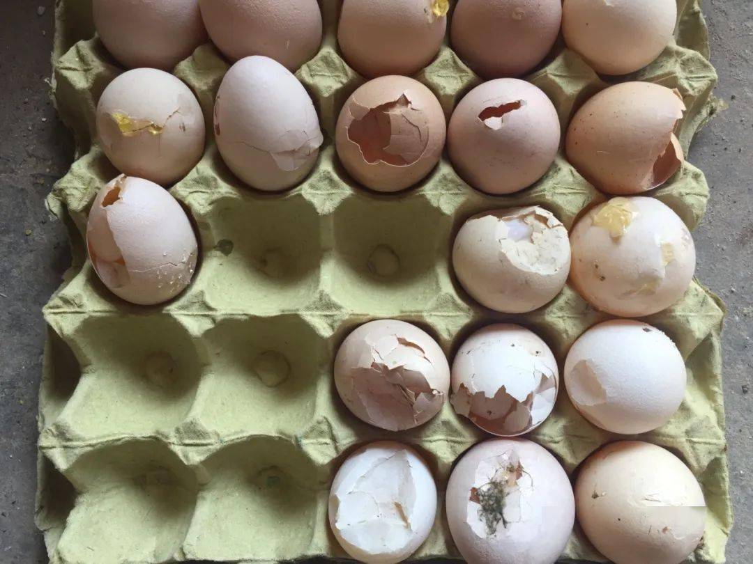 雞蛋破損率高如何調(diào)整？從“殼麗素”營(yíng)養(yǎng)補(bǔ)充到日常管理細(xì)節(jié)