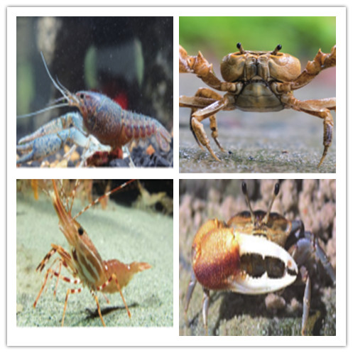 水產(chǎn)膽汁酸2