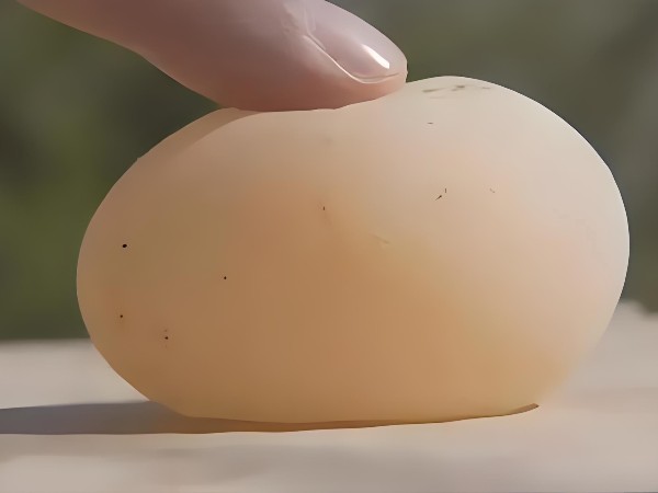 破解養(yǎng)雞難題：壯骨寶助你告別軟殼蛋