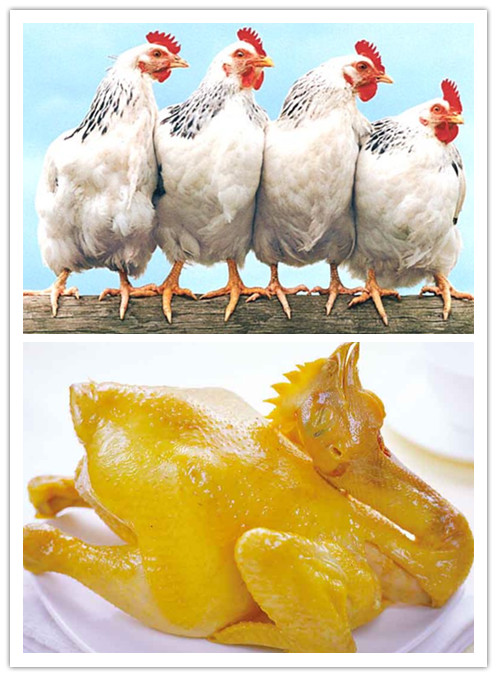 【收藏版】肉雞著色的技術(shù)方案
