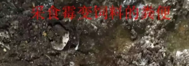 吃了霉菌飼料的糞便