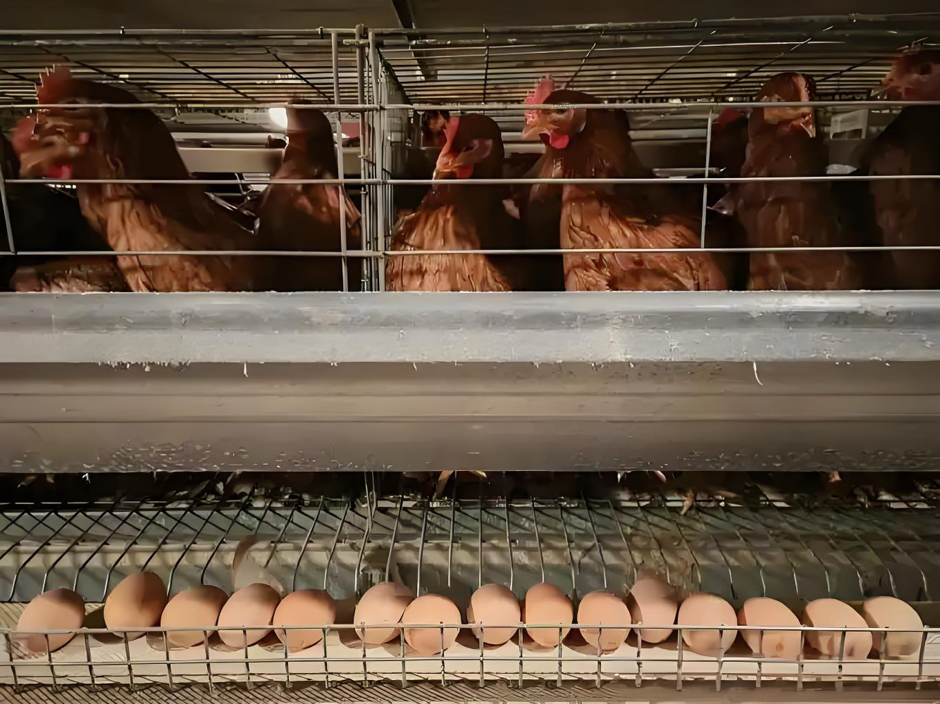 殼麗素（蛋呱呱）——助力養(yǎng)雞人解決蛋殼質(zhì)量問題