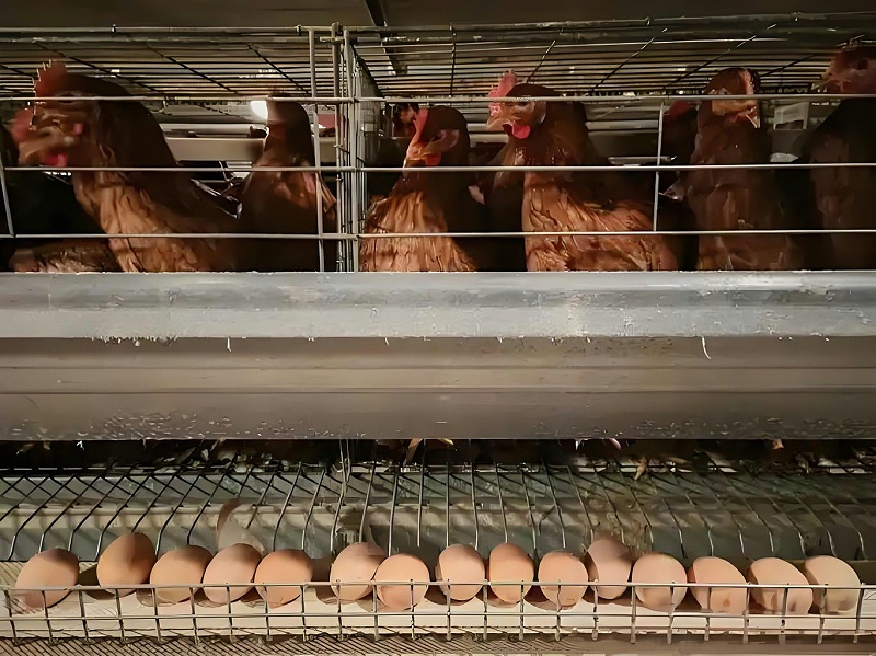 北京中農(nóng)牧揚(yáng)