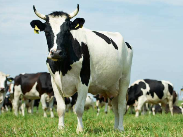 牛糞應該怎么處理？