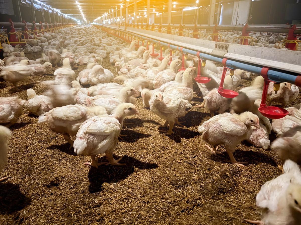 如何喂養(yǎng)蛋雞產(chǎn)蛋量更穩(wěn)定？從腸道功能入手，試試金多酚