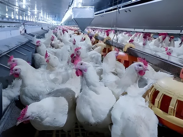 蛋雞養(yǎng)殖技術(shù)分享：關(guān)注腸道健康，延長(zhǎng)產(chǎn)蛋期