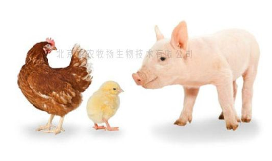 中農(nóng)牧揚(yáng)