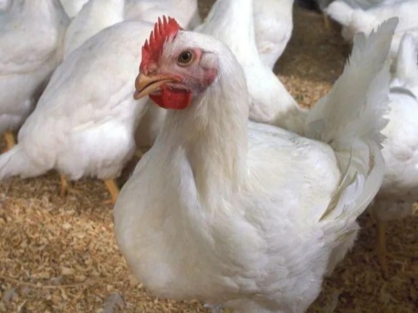 蛋黃顏色淺？雞肉干柴怎么辦？試試天然葉黃素