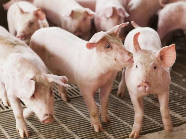 活力素：解決豬光吃不長(zhǎng)肉難題，降低養(yǎng)豬成本