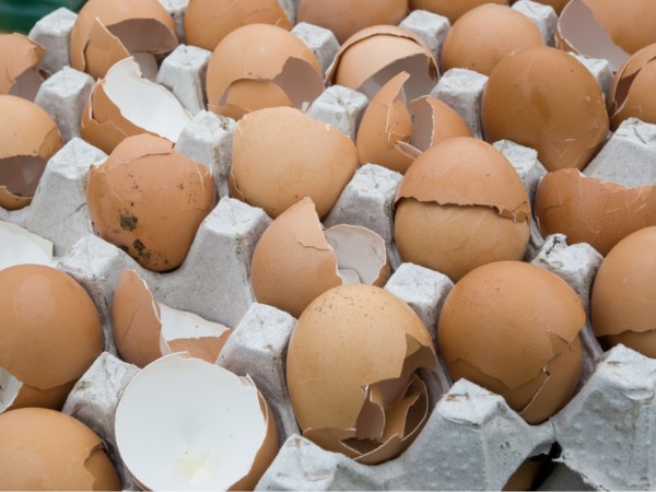 蛋殼薄、破蛋多？試試這個養(yǎng)護新方案——殼麗素