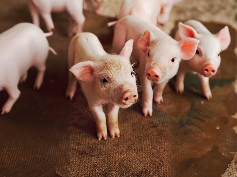 仔豬長得慢怎么辦