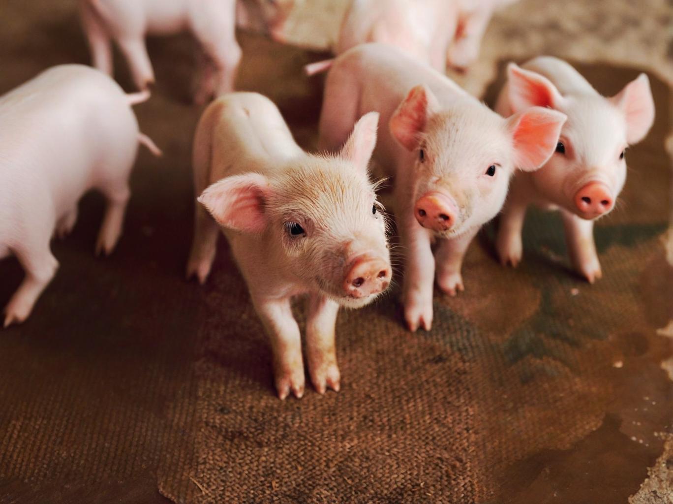 仔豬長(zhǎng)得慢怎么辦？養(yǎng)豬必學(xué)！