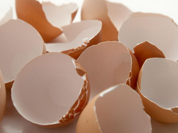 蛋殼質(zhì)量差怎么辦？殼麗素：科學(xué)補(bǔ)充營養(yǎng)是關(guān)鍵