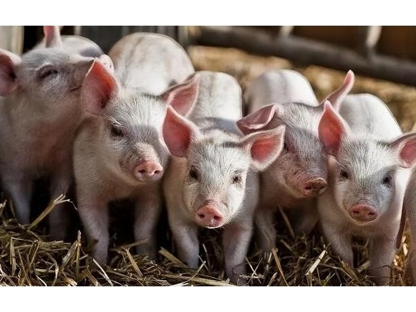 豬只生長(zhǎng)速度慢？中農(nóng)牧揚(yáng)活力素提供養(yǎng)豬新方案
