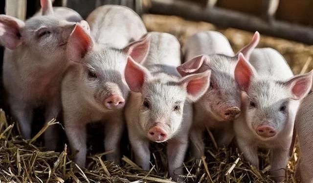豬只生長(zhǎng)速度慢