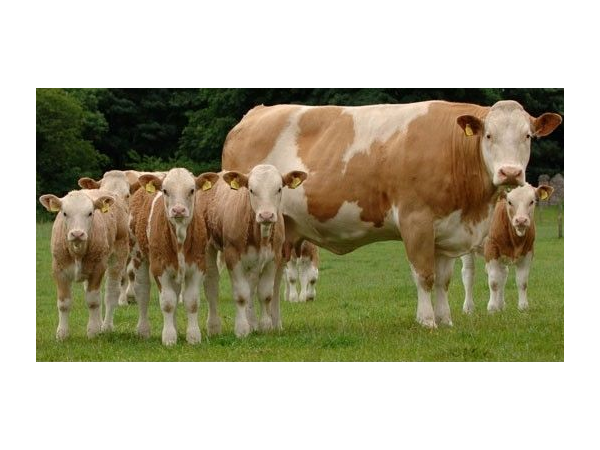 肉牛毛焦體瘦怎么辦？